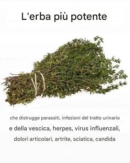 LERBA PIÙ POTENTE CHE DISTRUGGE PARASSITI