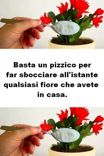 Basta un pizzico per far sbocciare all’istante qualsiasi fiore che avete in casa.