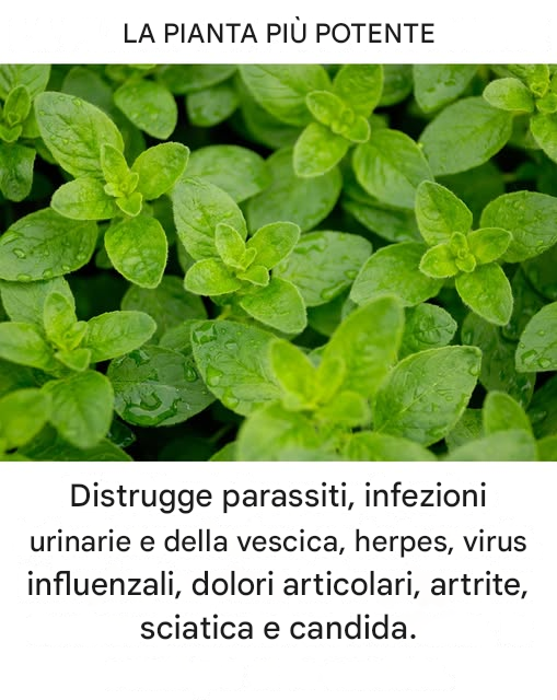 È una delle piante più potenti al mondo.